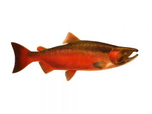 Chinook or king salmon