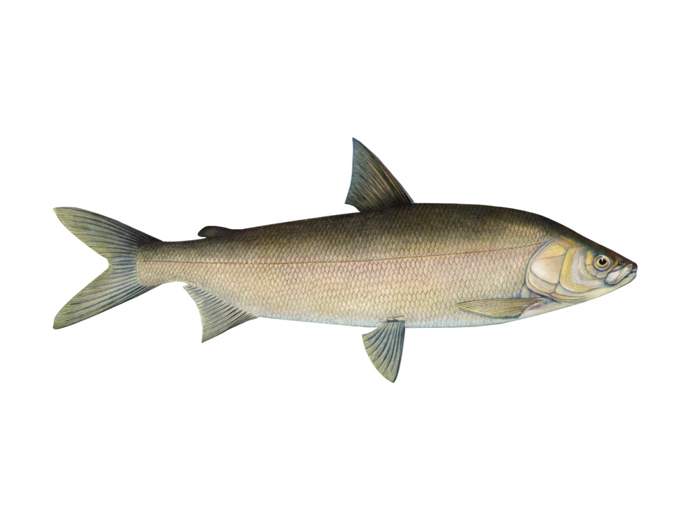 Ussuri or Amur whitefish