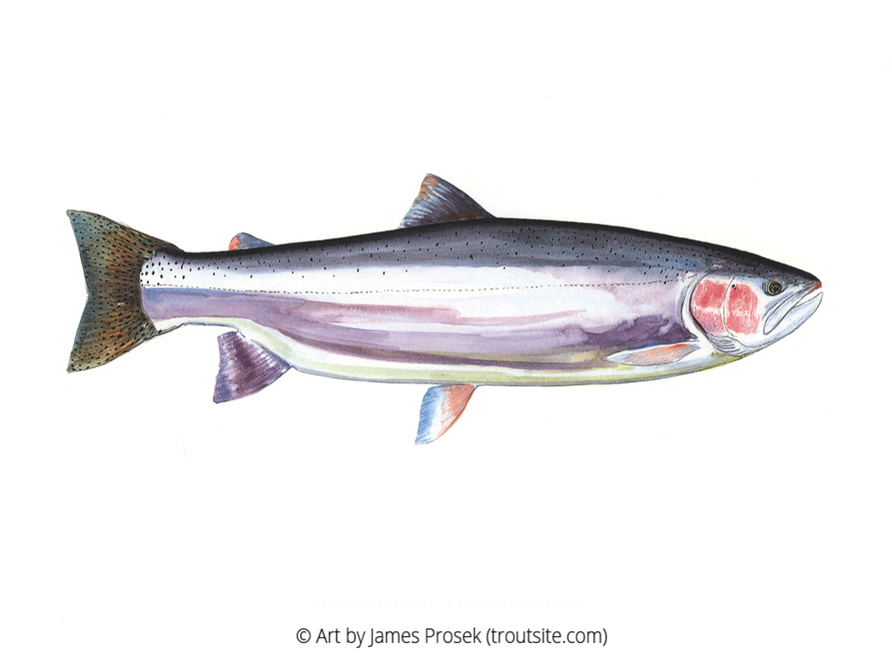 Kamchatka steelhead salmon