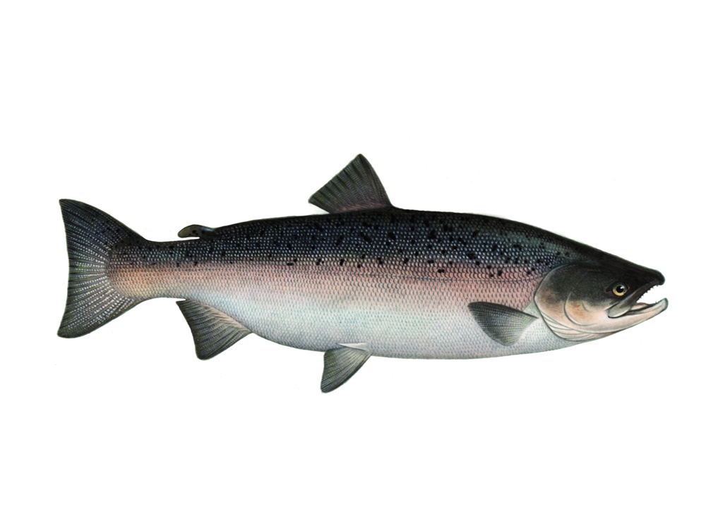 Coho or silver salmon
