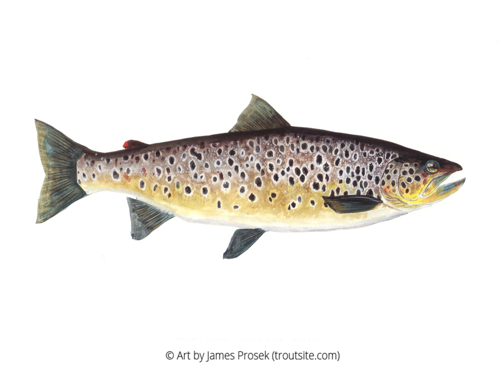 Brown trout and sea trout