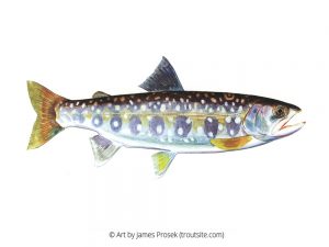 White-spotted char