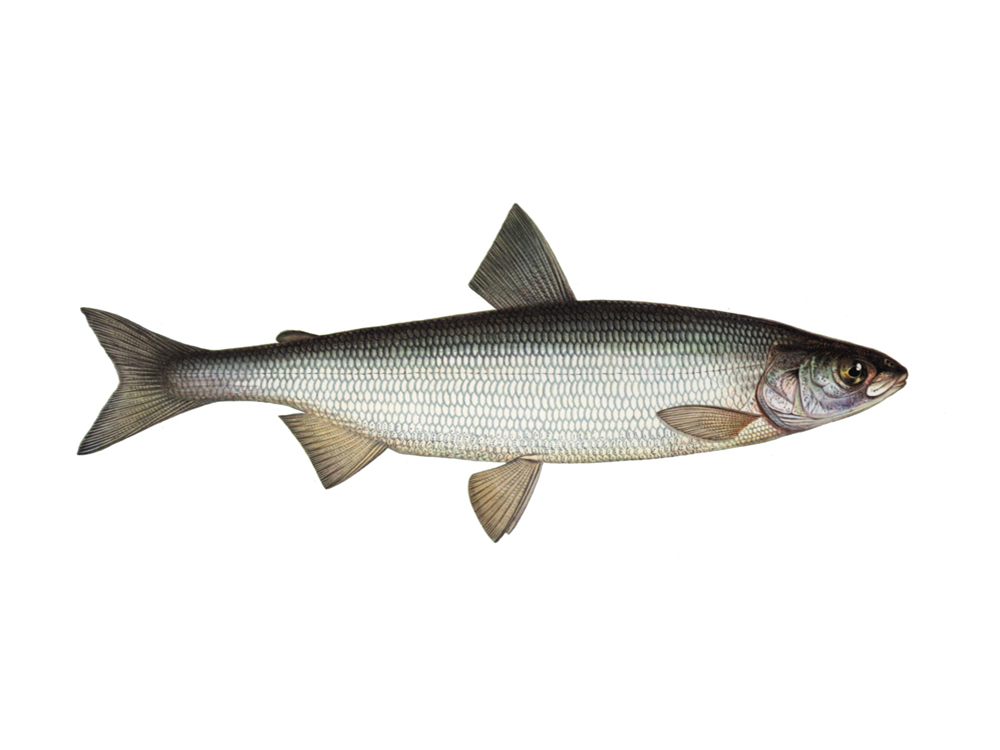 Common whitefish